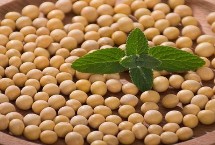 抚豆29大豆品种简介 在辽宁省春播种植