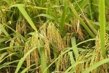 盐粳252水稻种简介 全生育期166天左右