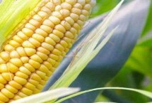 圣甜艾菲玉米种子特点 基肥应每亩施3000千克