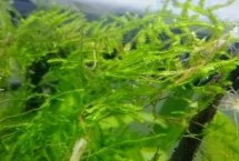 黑毛藻怎么彻底处理 可以选择戊二醛