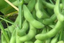 垦科豆17大豆种子简介 防治大豆根腐病