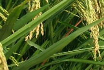 银两优3082水稻种子特点 籼型两系杂交水稻品种