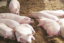 小猪断奶后应该如何喂养 断奶后1周内需控制喂食量