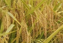 桃优314水稻品种的特性 可分蘖期注意防治二化螟