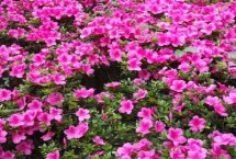夏鹃的特点 因夏季开花而得名