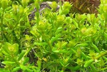 印度小圆叶水草好不好养 适应能力强容易养