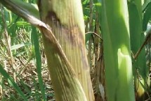 中研1603玉米种子特征特性 足墒播种