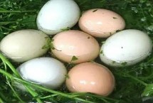 三月三日要吃地菜煮鸡蛋的原因 民间相信食用地菜谐音“聚财”可以发财