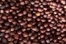 红豆杉种子怎么处理 经过低温层积处理后能加快发芽速度