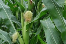 大泽806玉米种简介 4月下旬至5月上旬播种