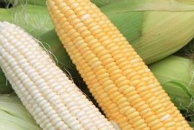 龙育17玉米种子简介 种植密度不宜过大