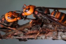胡蜂的食物 杂食性、食物范围广泛