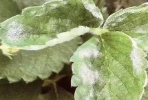 怎么治疗草莓白粉病 发病后可喷施醚菌酯等药剂