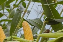 亘玉228区试名称 YK611玉米种简介 生育期132.7天