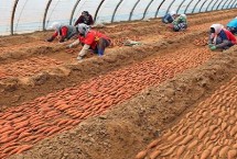 甘薯对剖培育要点 纵向对剖后要在剖切面涂抹维利钠溶液