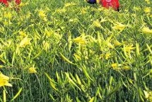 在大理如何种植黄花菜 可采用宽窄行的种植方式