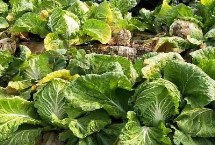 大白菜的病害防治技术 不同病害的防治方法不同