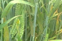 华麦8号小麦种子介绍 应适当增加播种量