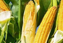 嘉隆377玉米种子特征特性 中抗穗腐病