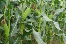 昌达818玉米种子特征特性 播种前用种衣剂拌种