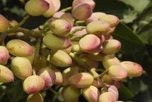 种植开心果树要注意什么 需种在通透性较好的土壤中