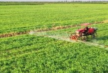 高粱地除草剂有哪些 苗前和苗后除草剂的选择不同