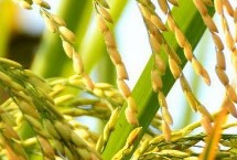 新育40水稻种子介绍 4月中旬播种