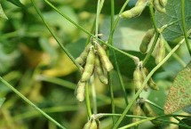 辽豆50大豆种子简介 高肥力地块0.8万株