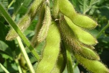 中黄73大豆种子介绍 6月上中旬播种