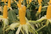 金G1908玉米种子特征特性 注意防治丝黑穗病