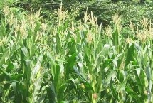 大汇18玉米种子特点 适宜密度为4500株/亩左右