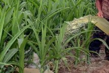玉米浇水的最佳时间 播种期、拔节期的需水量都比较大