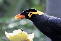 鹩哥的食物 可饲喂水果、蔬菜及昆虫