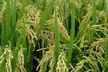 中广两优2877水稻品种简介 每亩有效穗数20.6万穗