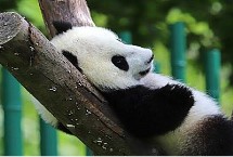 刚出生的大熊猫体重 平均重量仅为120克左右