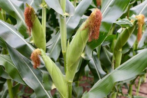 丰华17玉米种子特点，4月下旬至5月上旬播种