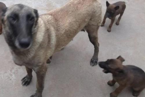马犬怎么饲养，不同年龄阶段的饲养方法不同