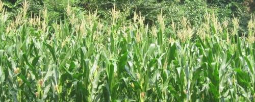 大汇18玉米种子特点，适宜密度为4500株/亩左右