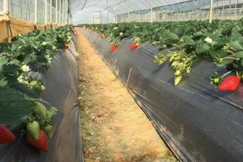 冬季草莓大棚栽培技术要点，定植后立刻浇一次定苗水
