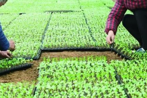 油菜如何顺利过冬，寒流过后要及时查苗