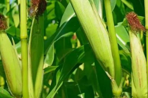 青玉519玉米品种简介，在适应区春季4月中旬前后播种