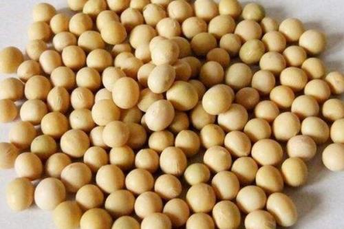 华菜豆5号大豆品种简介，选择中等肥力地块种植
