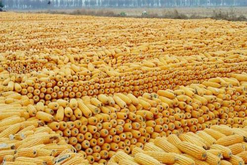万糯158玉米品种简介，播种时采用等行距60厘米