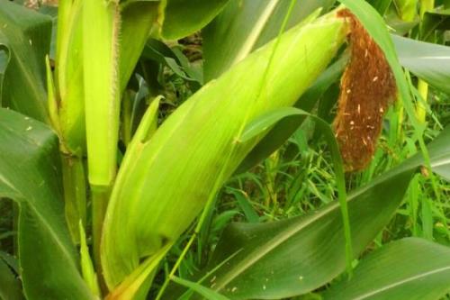 延科10号玉米种子介绍，适宜播种期4月中下旬