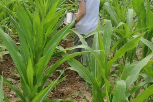 倍收2000玉米种子介绍，适宜肥力中等以上的地块种植