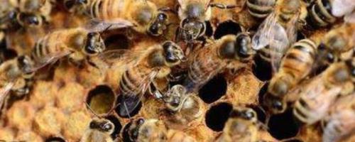 适合在广东养殖的中蜂，包括华南中蜂、双色中蜂等品种
