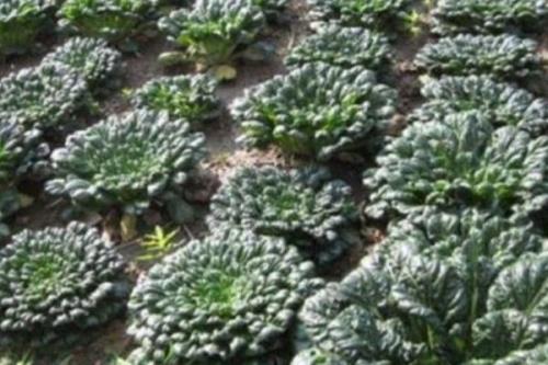 乌塌菜的种植方法，选择疏松肥沃的土壤