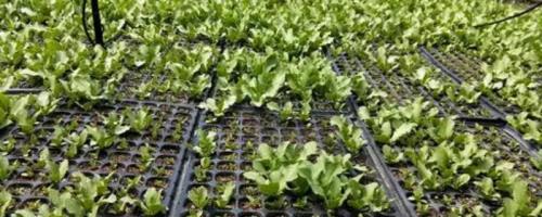 蔬菜死苗如何预防，适当减少肥料用量可避免烧根烧苗