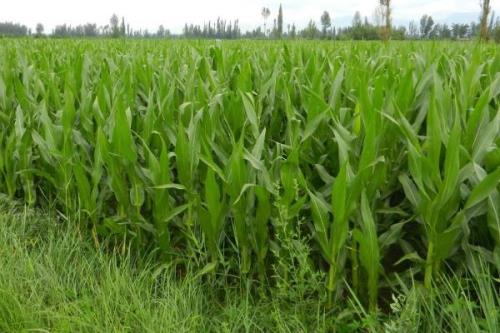 甜糯125玉米种简介，出苗-鲜食采收生育期102天