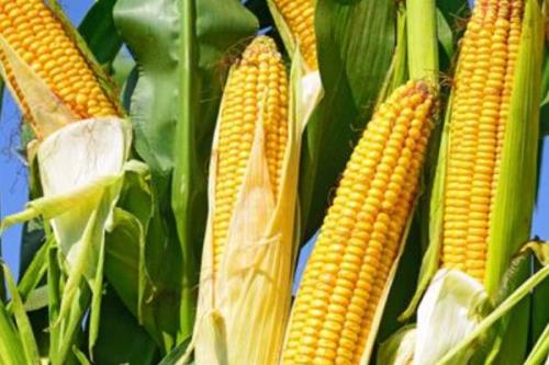 登海518玉米品种的特性，适宜密度为5000株/亩左右